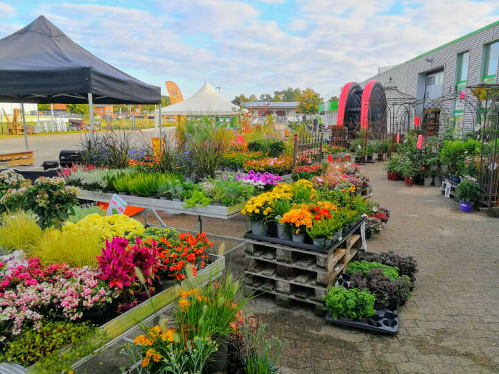 20251117 Blumen im Aussenbereich
